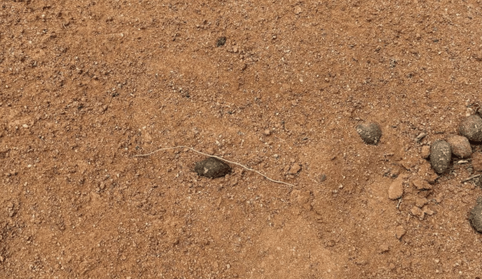 \u200bA footprint was found around 500m from where Gus was last seen