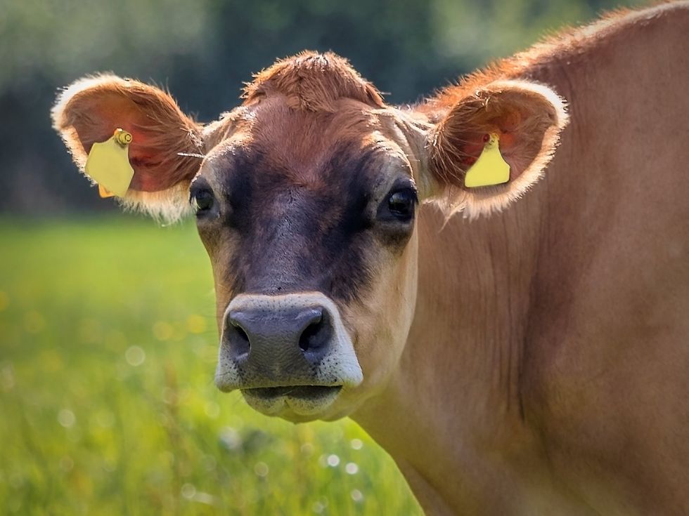 \u200bJersey Cattle