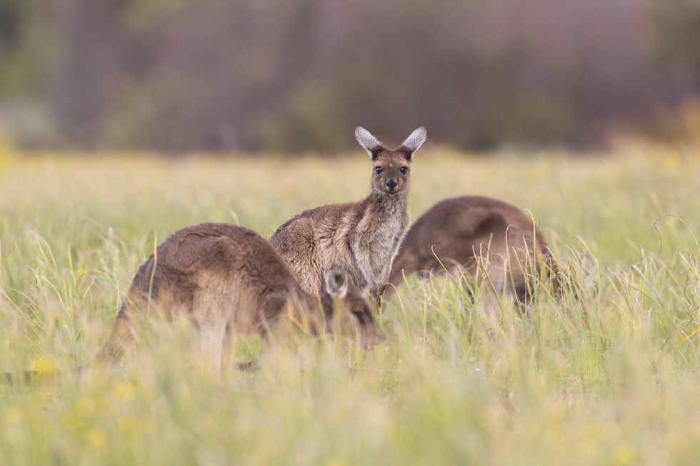 \u200bKangaroos