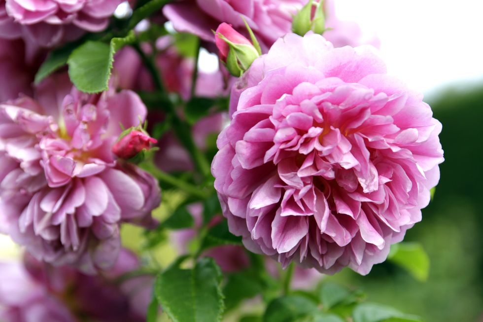 \u200bPeonies flower