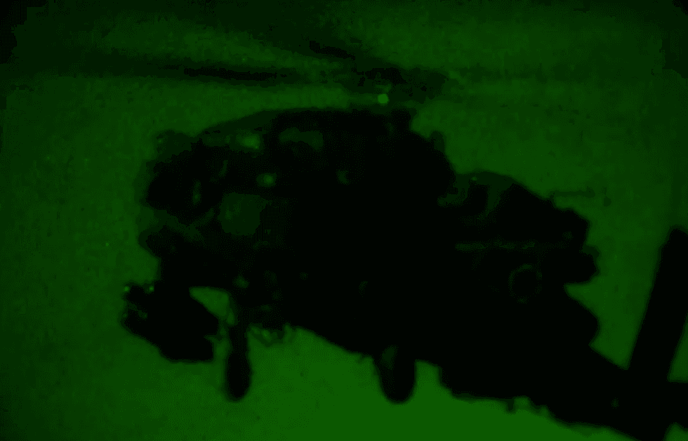 US helicopter thought to be involved in the late-night strikes
