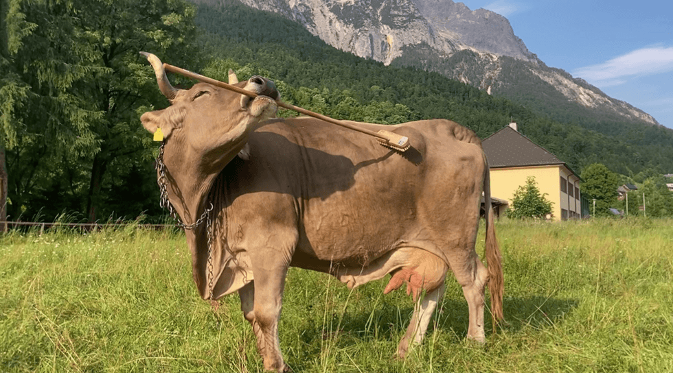 Veronika cow using tools