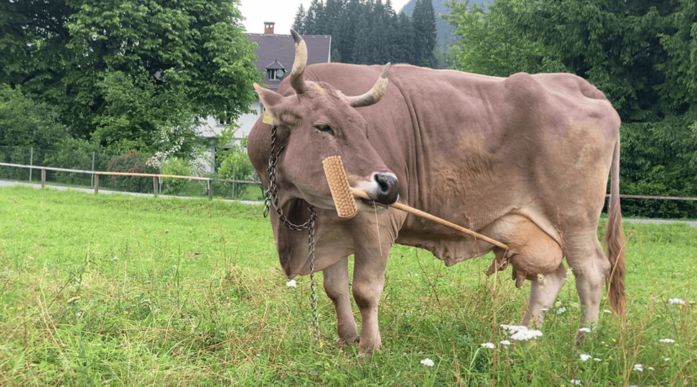 Veronika cow using tools