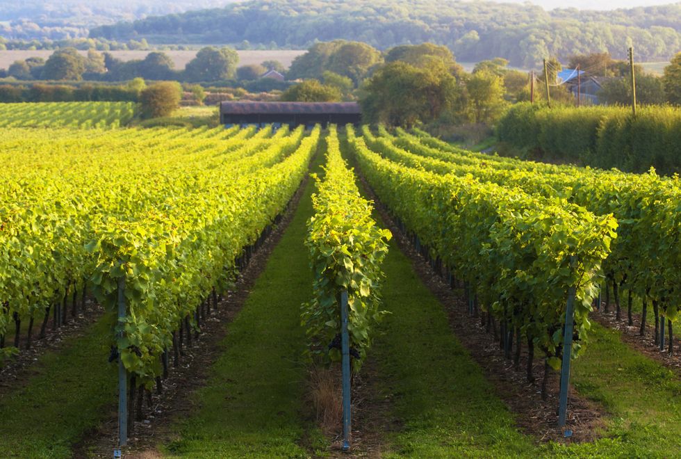 Vineyard in the UK