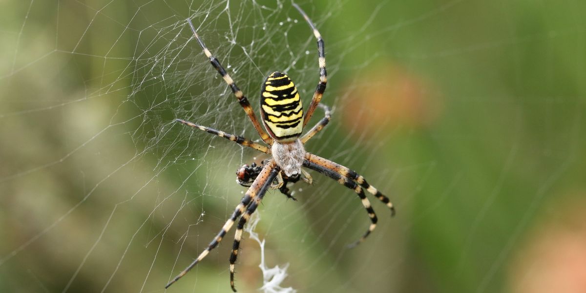 'Credit card-sized' wasp spider that can hide in plain sight is spreading across England