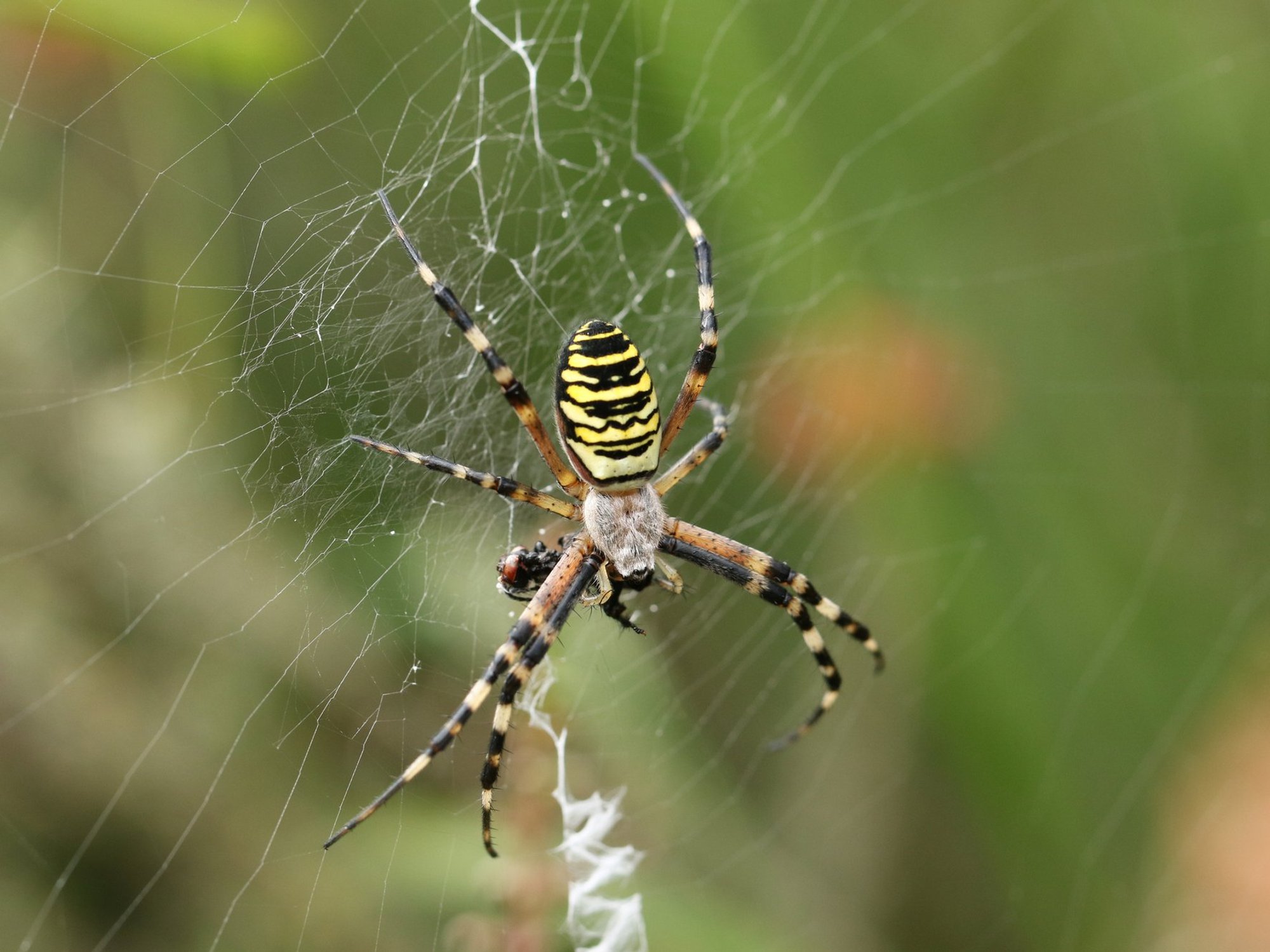 Wasp spider