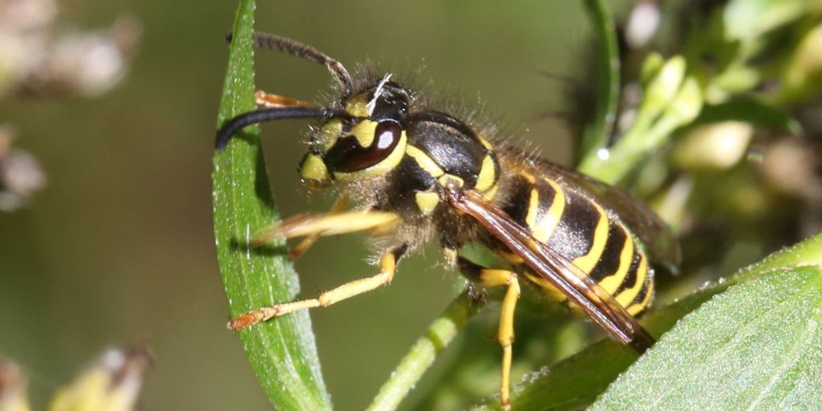 Scientist reveals reason behind sudden disappearance of wasps across Britain