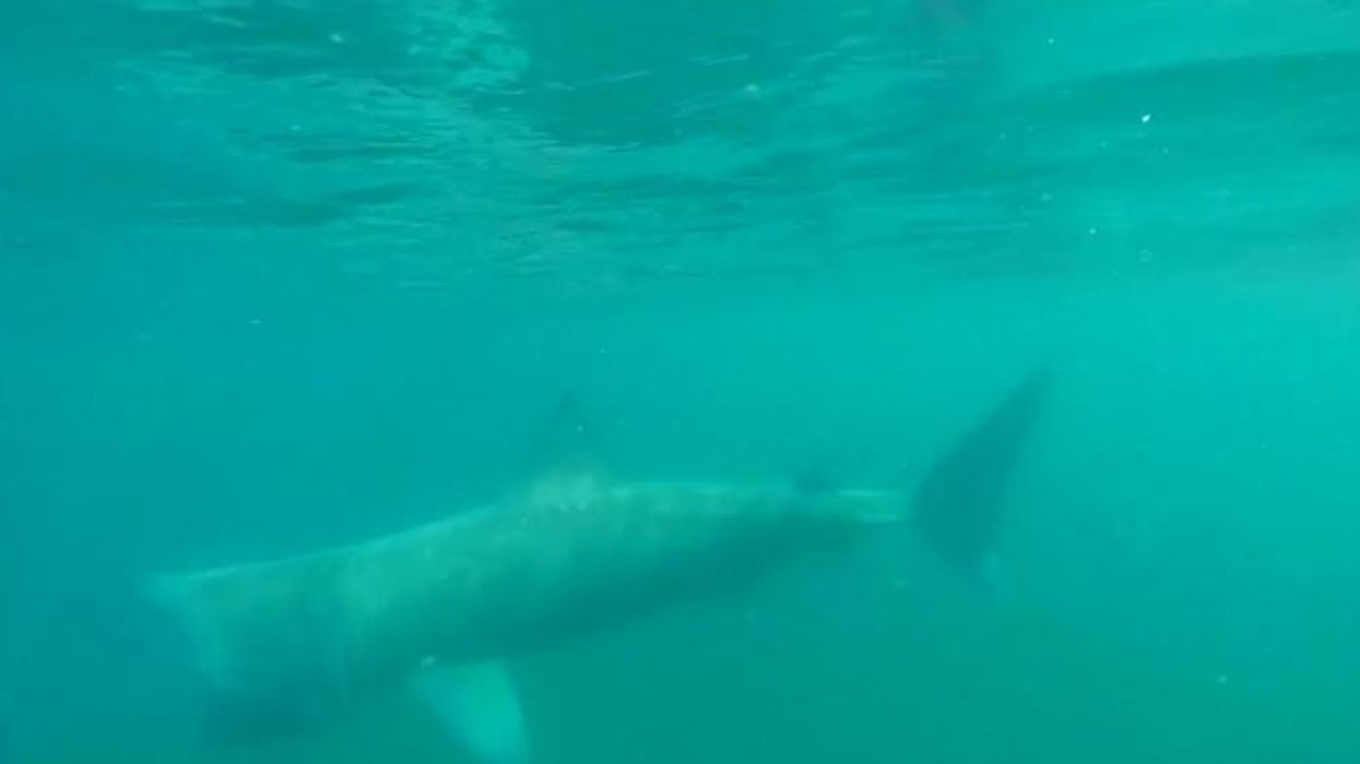 Shark attack horror as diver feared dead after brutal mauling off coast of Israel with beachgoers warned not to enter the water