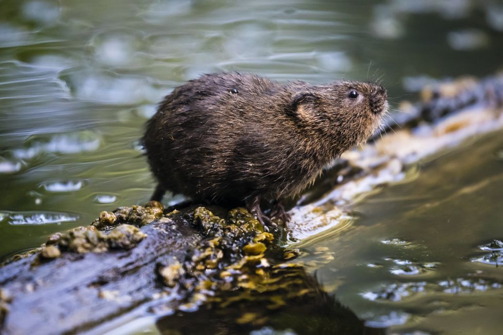 Water vole (stock)