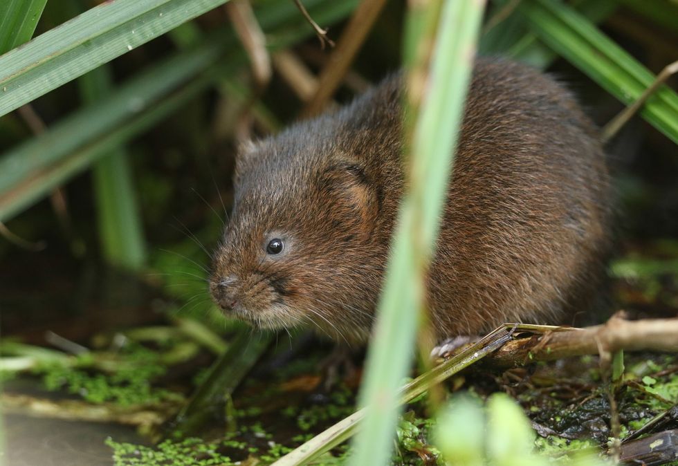 Water vole (stock)