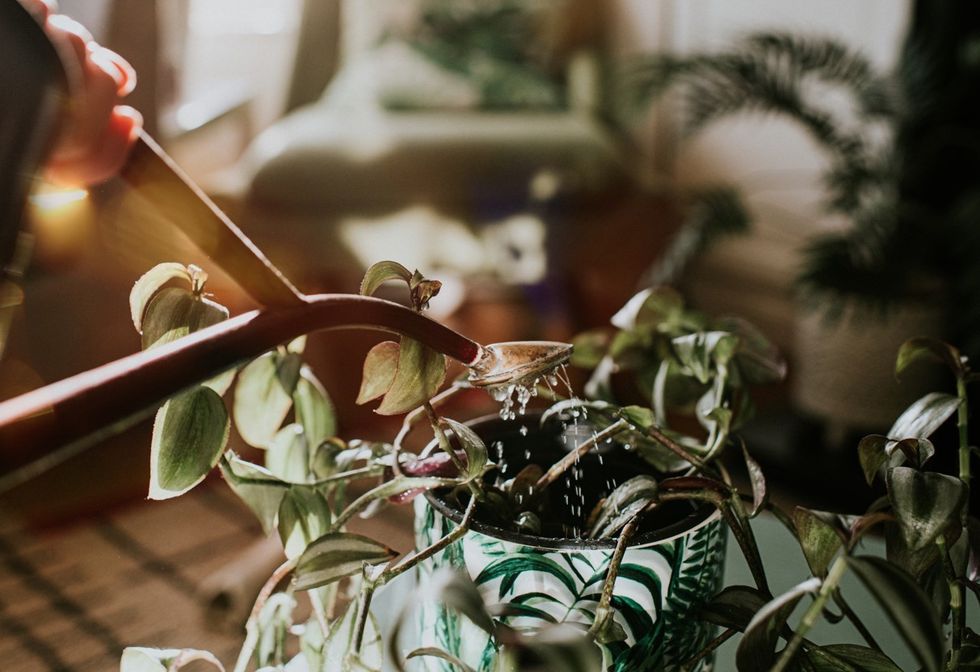 Watering houseplant