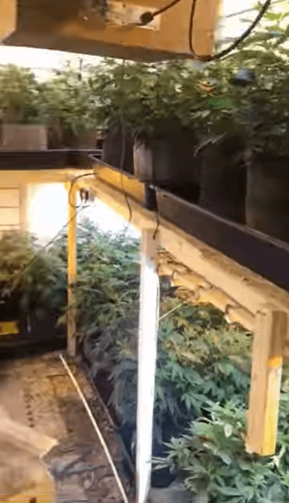 Weed farm