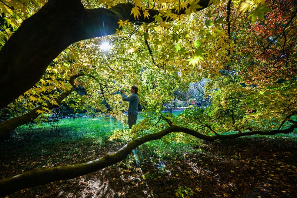 Westonbirt Arboretum