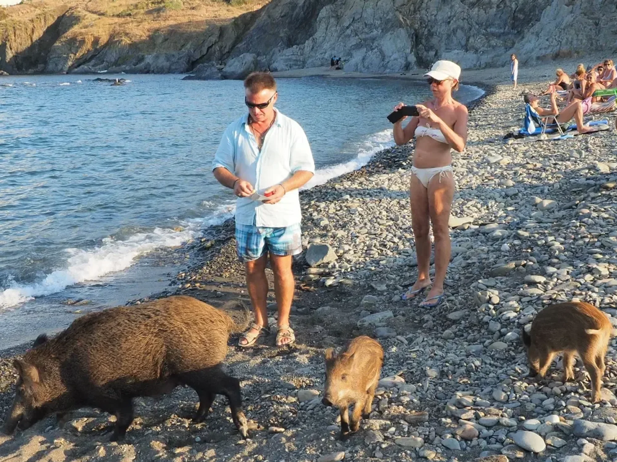 Wild boars