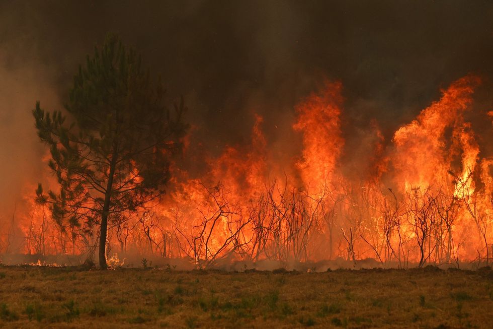 Wildfire