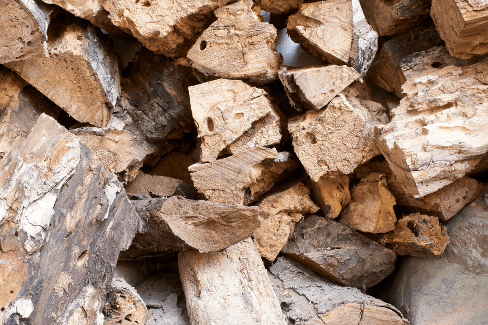 Woodworm