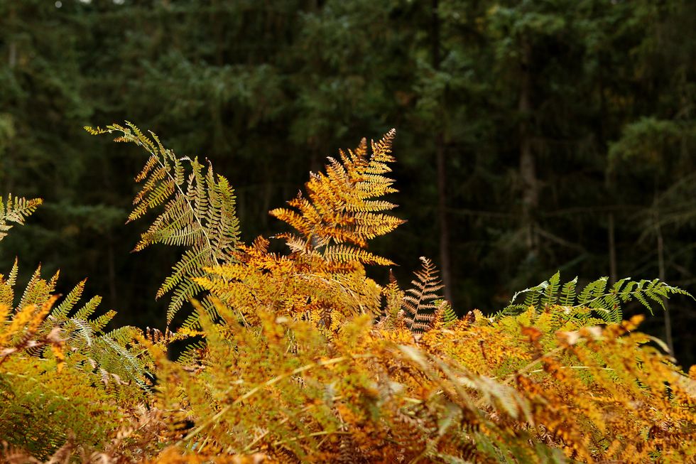 Wyre Forest