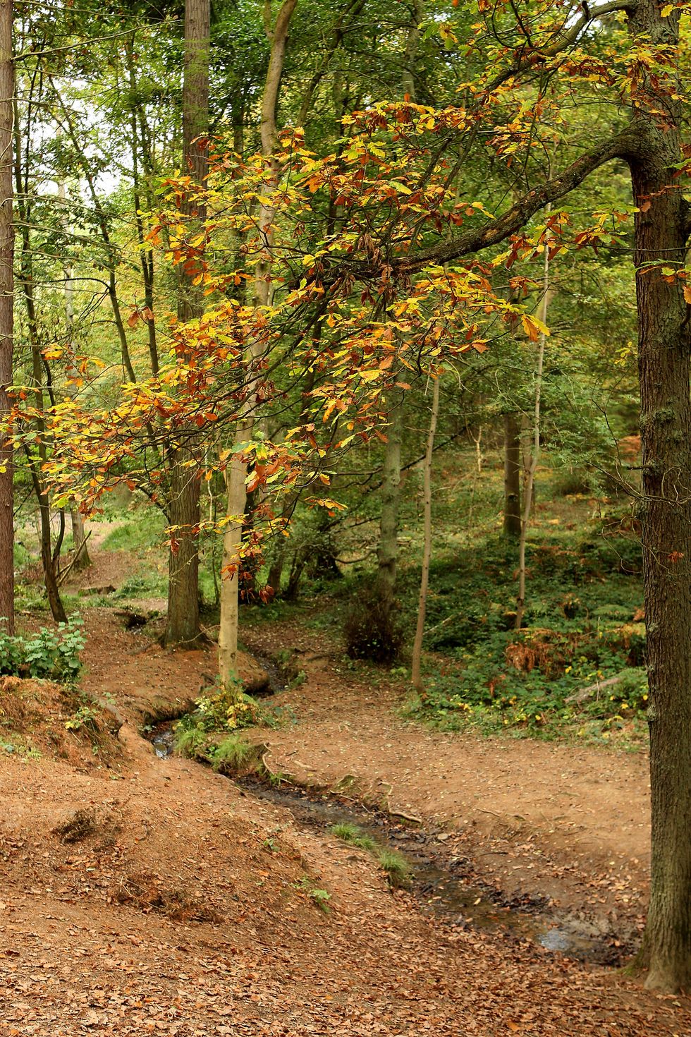 Wyre Forest